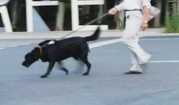 网友爆料遛狗视频大全,遛狗视频大全，萌宠瞬间萌化人心